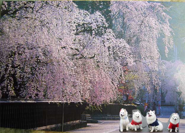 角館の桜が咲いていたら　　　4月24日　　火_e0018604_1625645.jpg
