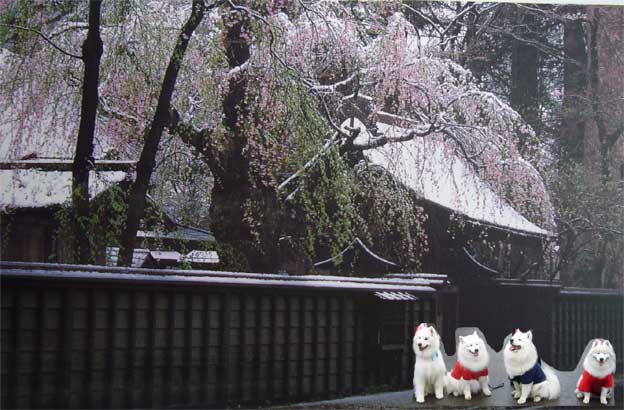 角館の桜が咲いていたら　　　4月24日　　火_e0018604_1631656.jpg