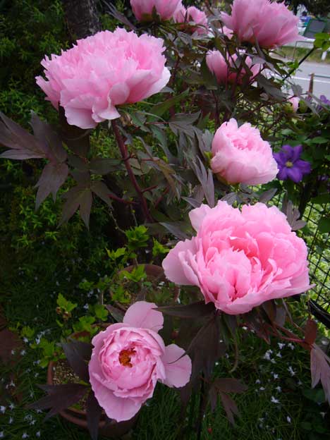 角館の桜が咲いていたら　　　4月24日　　火_e0018604_1634666.jpg