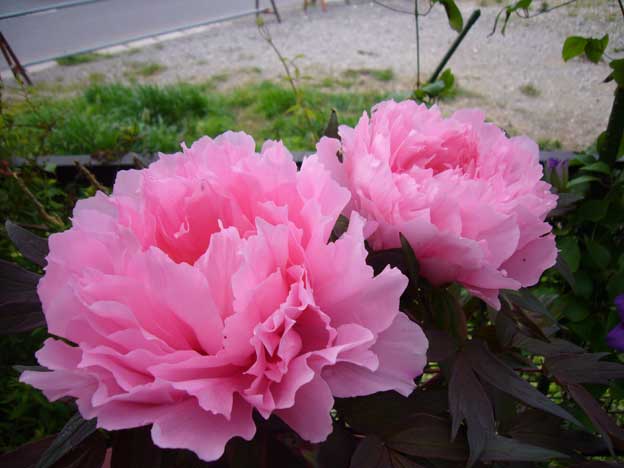 角館の桜が咲いていたら　　　4月24日　　火_e0018604_1635456.jpg