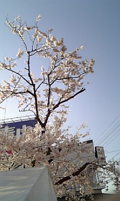 桜_d0005807_837579.jpg