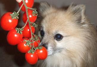 Strawberry Tomatoes_b0089508_1230132.jpg