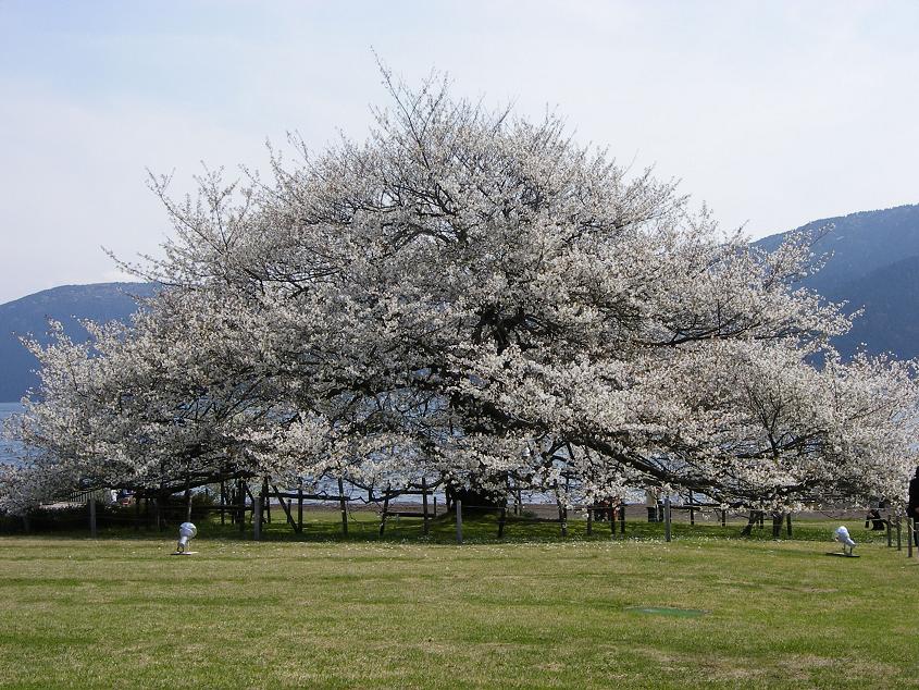 私の好きな桜_c0097309_1722899.jpg