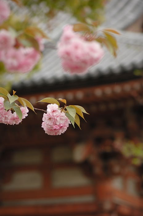 雨の日徒然なるままに・・・・・。_f0032011_21164079.jpg