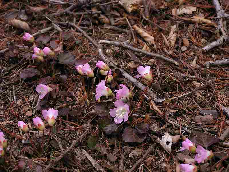 b0099538_87588.jpg