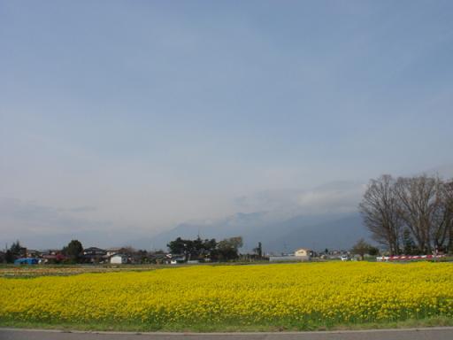 春の風景_a0014840_2374543.jpg