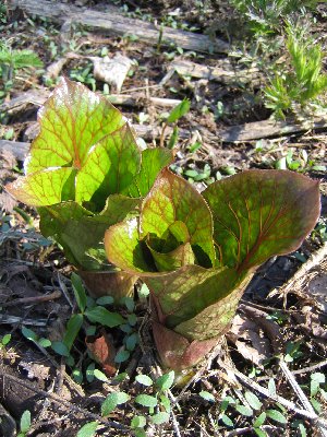 野の花を愛でに・・（続き）（※追記アリ）_a0100152_10392850.jpg