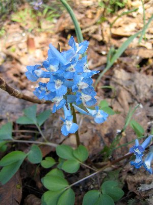 野の花を愛でに・・（続き）（※追記アリ）_a0100152_1656263.jpg