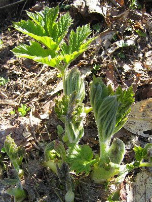 野の花を愛でに・・（続き）（※追記アリ）_a0100152_1712830.jpg