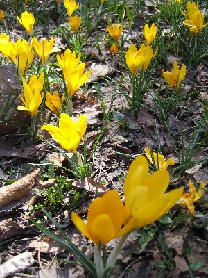 野の花を愛でに・・（続き）（※追記アリ）_a0100152_17394887.jpg