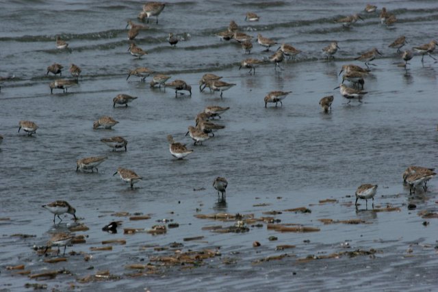 干潟の鳥たち_f0044056_11453394.jpg