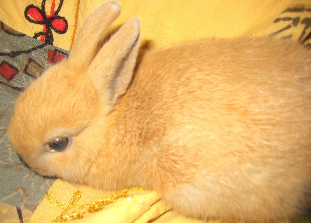 我が家の生き物たち(^_-)-☆_f0109257_20134828.jpg