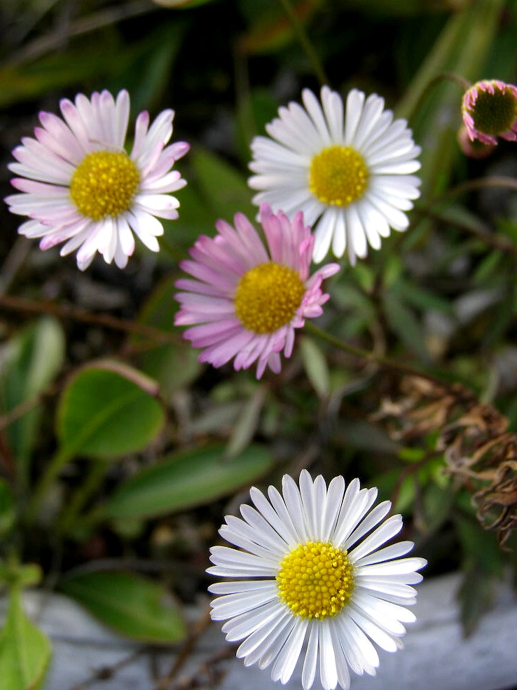e0064158_12498.jpg