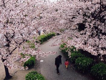 趣味の写真・・・安城の桜_b0105374_11504712.jpg