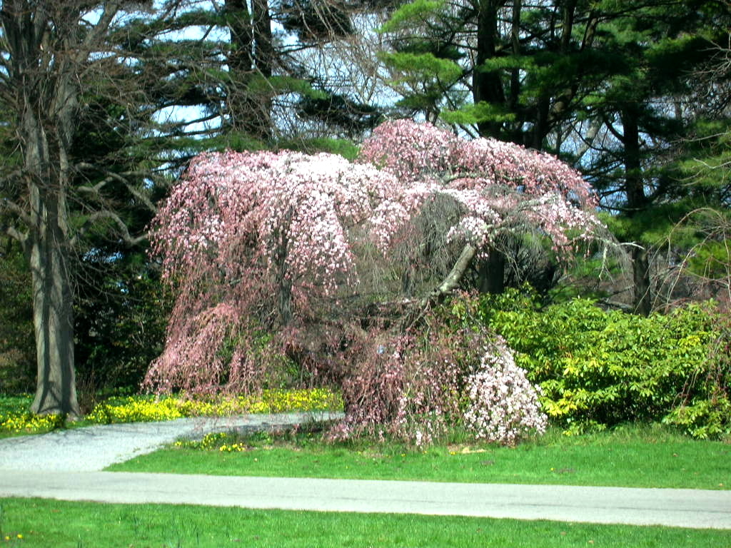 州立公園　Coe Hallの桜　２００７年_e0037884_23294689.jpg