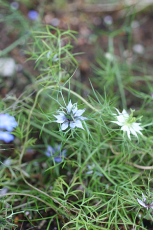 e0008586_21502740.jpg