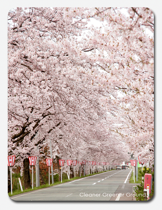 Sakura-Sakukoro 2007_d0112801_2263337.gif