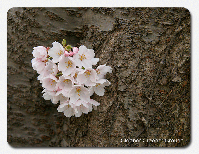 Sakura-Sakukoro 2007_d0112801_226491.gif