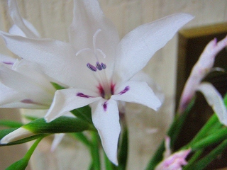 c0107826_191181.jpg