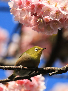 携帯待ち受け 小鳥 旧 その時 僕は動いた