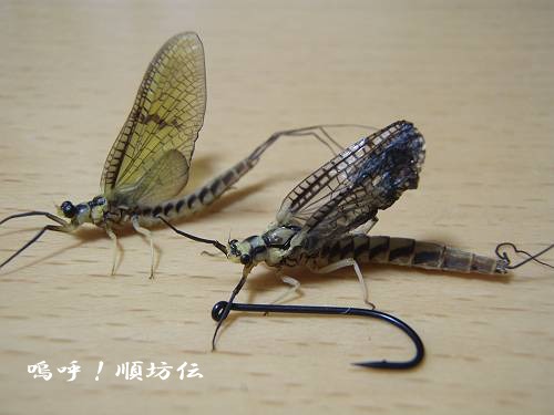 c0106128_2150059.jpg