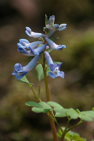 山野草_f0037633_21263441.jpg