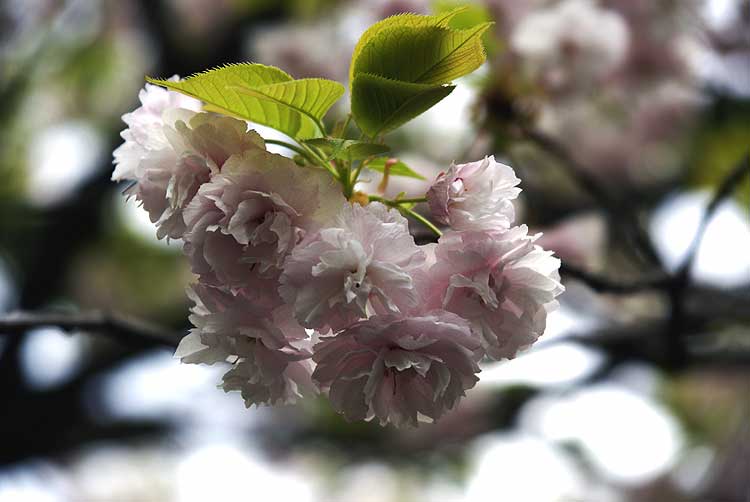 平野の桜／０７_d0030636_1120215.jpg