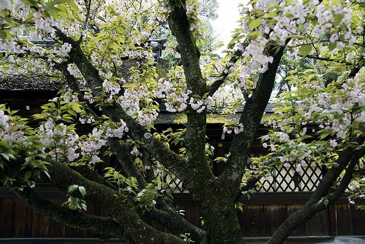 平野の桜／０７_d0030636_1131678.jpg