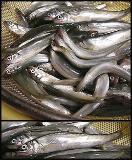 稚鮎の唐揚げ ん 解禁前 Arinco S Kitchen 遠佐 稚鮎の唐揚げ ん 解禁前 Arinco S Kitchen 遠佐