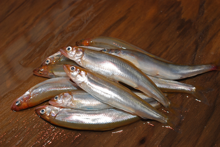 稚鮎 チアユ 可愛い鮎ですが食べちゃいます 魚屋三代目日記 稚鮎 チアユ 可愛い鮎ですが食べちゃいます 魚屋三代目日記