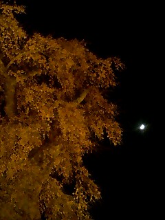 d0045850_15535748.jpg