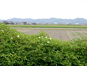 f0062055_83527.jpg