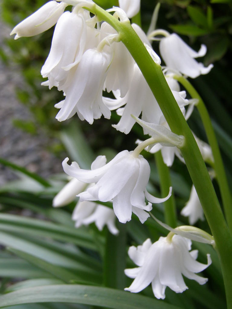 お伽話の花…庭の歳時記（春ー５）　シラー・カンパニュラータ_e0064158_0111967.jpg