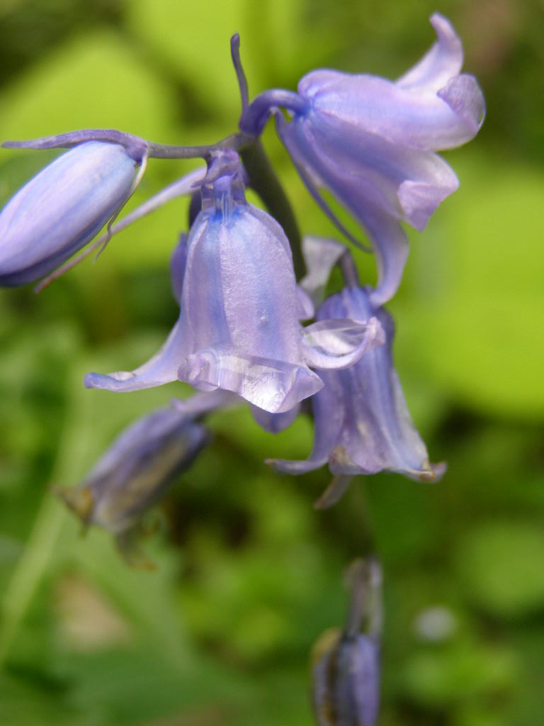 お伽話の花 庭の歳時記 春ー５ シラー カンパニュラータ ナイル商会