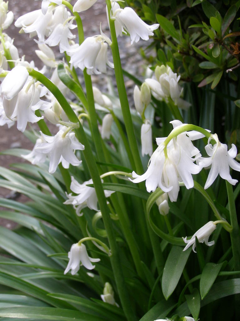 お伽話の花…庭の歳時記（春ー５）　シラー・カンパニュラータ_e0064158_0575469.jpg