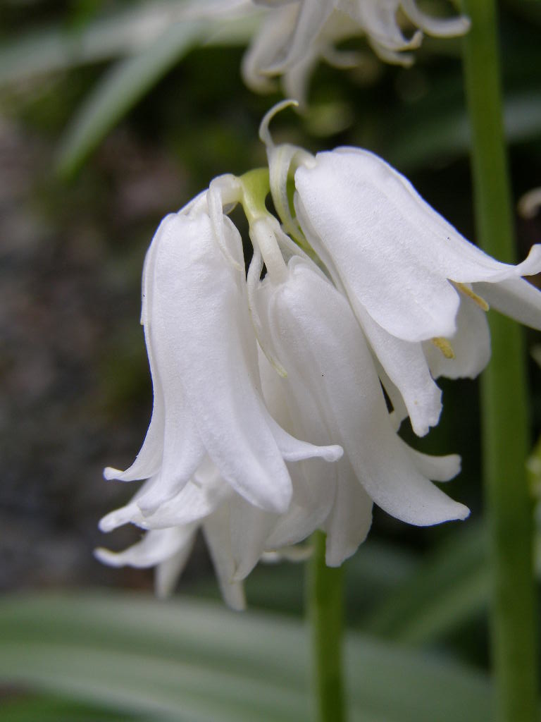 お伽話の花…庭の歳時記（春ー５）　シラー・カンパニュラータ_e0064158_071465.jpg