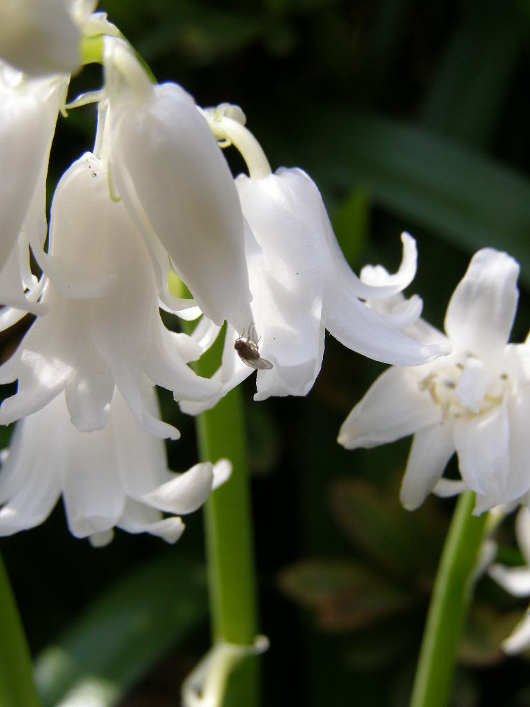 お伽話の花…庭の歳時記（春ー５）　シラー・カンパニュラータ_e0064158_073162.jpg