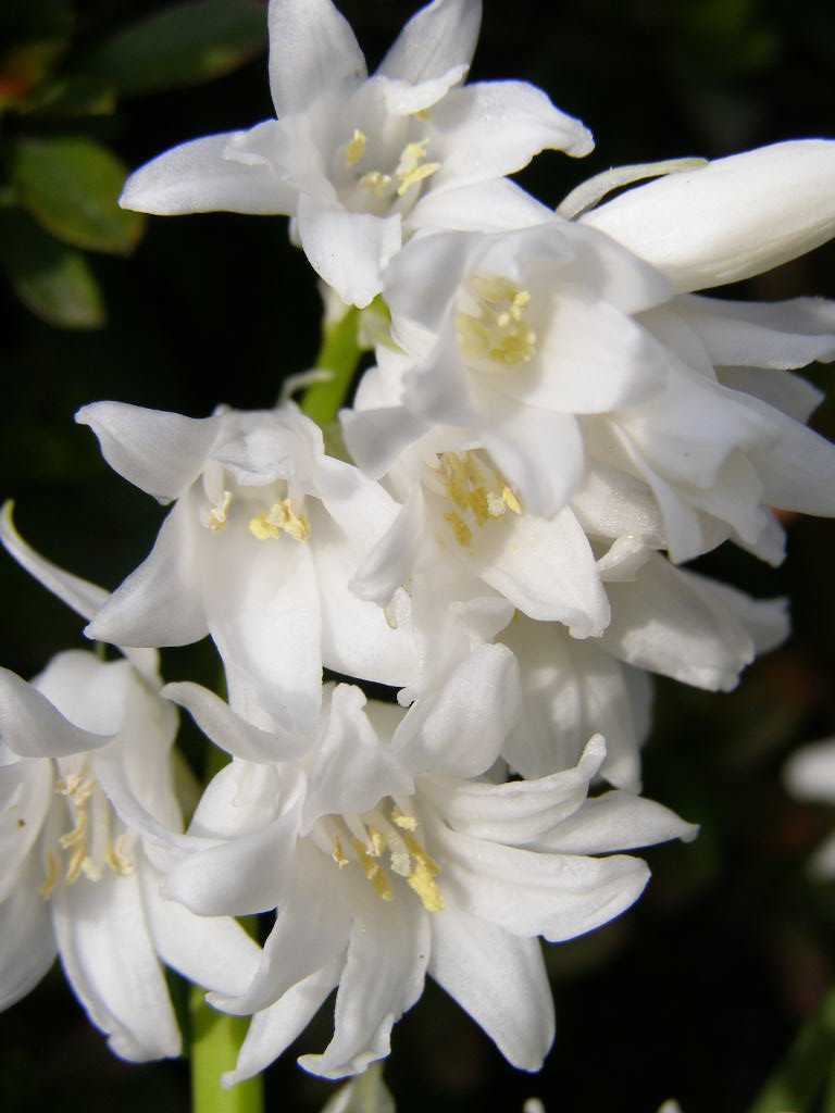 お伽話の花…庭の歳時記（春ー５）　シラー・カンパニュラータ_e0064158_074963.jpg