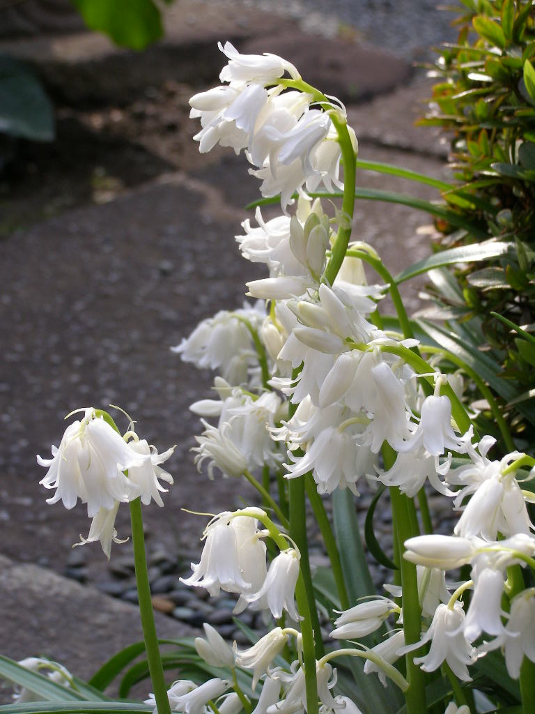 お伽話の花…庭の歳時記（春ー５）　シラー・カンパニュラータ_e0064158_092843.jpg