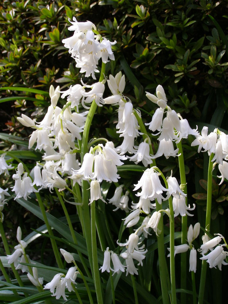 お伽話の花…庭の歳時記（春ー５）　シラー・カンパニュラータ_e0064158_09673.jpg