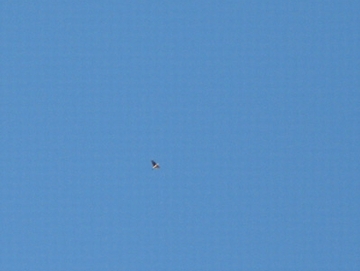 a0009666_8491917.jpg