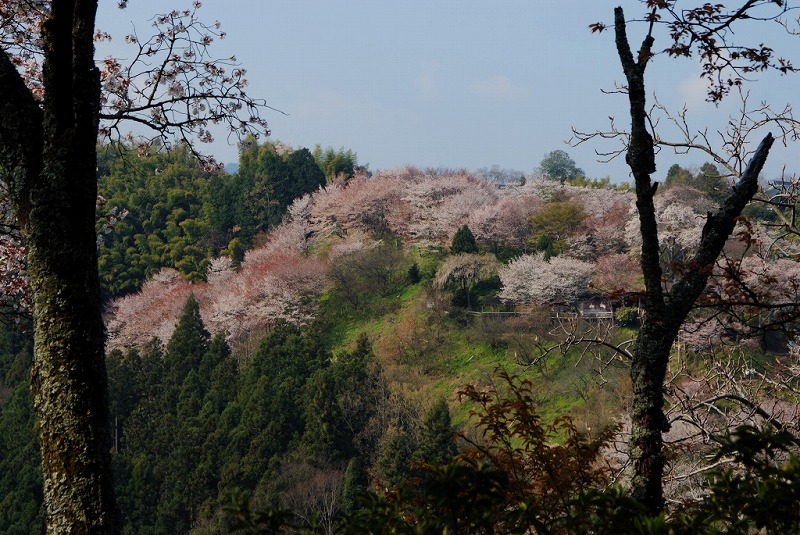 吉野の桜_f0067667_2028170.jpg