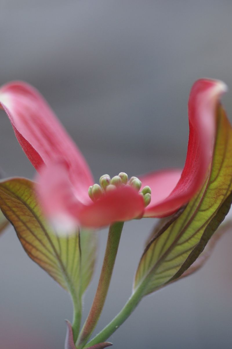 花水木　－ふろしきにつつんであるようにー_d0079278_17514320.jpg