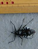 ヨコヅナサシガメ 昆虫の嫌いな人は 見てはイケマセン ちゃたろうな日々 ヨコヅナサシガメ 昆虫の嫌いな人は 見てはイケマセン ちゃたろうな日々