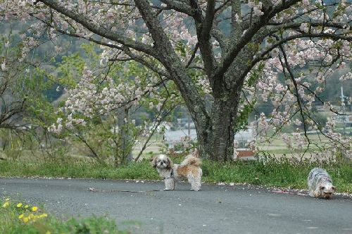 上手くいかないね～_d0074683_10312698.jpg