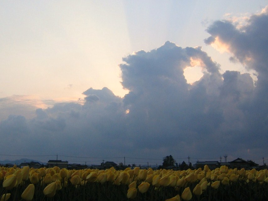 雨上がりの朝に・・・_d0047885_18554770.jpg