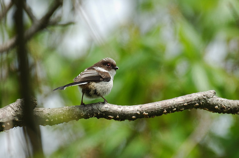 ４月25日の鳥撮り_c0034787_203421100.jpg