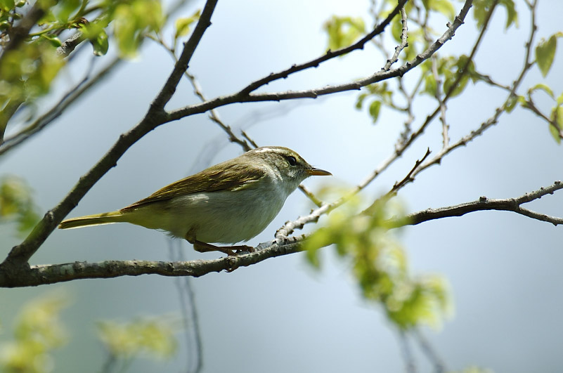 ４月25日の鳥撮り_c0034787_20433132.jpg