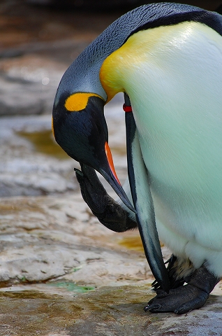 penguin_f0129607_7231383.jpg