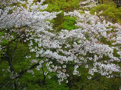 ～春の京都～（清水寺編）　＝4/11(水)＝_d0036611_0201170.jpg